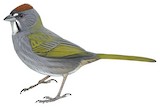 Green-tailed Towhee Illustration