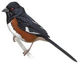 Eastern Towhee Illustration