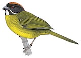 Moustached Brushfinch Illustration