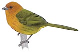 Ochre-breasted Brushfinch Illustration