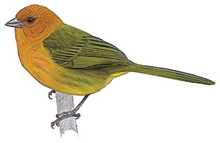 Atlapetes semirufus semirufus