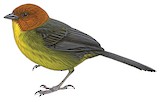 Tepui Brushfinch Illustration