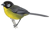 Santa Marta Brushfinch Illustration