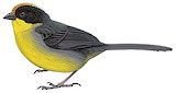 Pale-naped Brushfinch Illustration