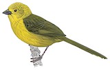 Yellow-headed Brushfinch Illustration