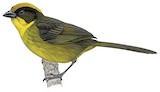 Choco Brushfinch Illustration