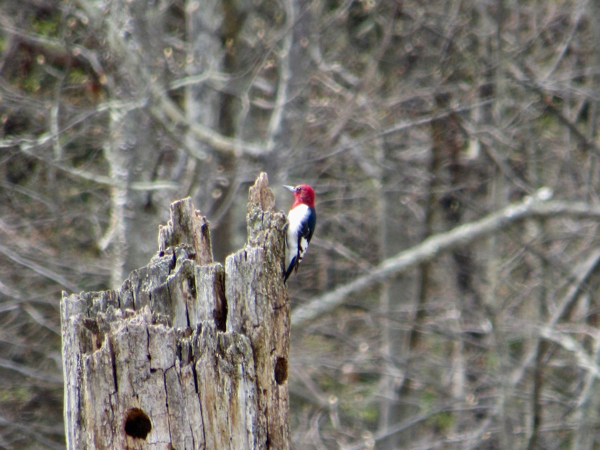 Red-headed Woodpecker - scott baldinger