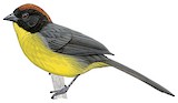 Yellow-breasted Brushfinch Illustration