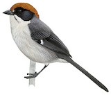 Antioquia Brushfinch Illustration