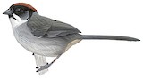 Bay-crowned Brushfinch Illustration