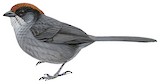 Cuzco Brushfinch Illustration