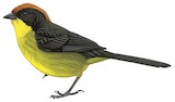 Vilcabamba Brushfinch Illustration