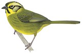 Yellow-striped Brushfinch Illustration