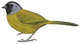 Large-footed Finch Illustration