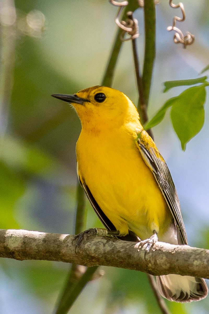 Prothonotary Warbler - ML153213461