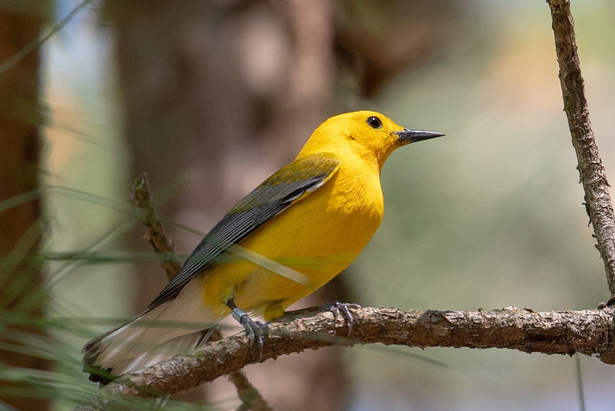 Prothonotary Warbler - ML153213491