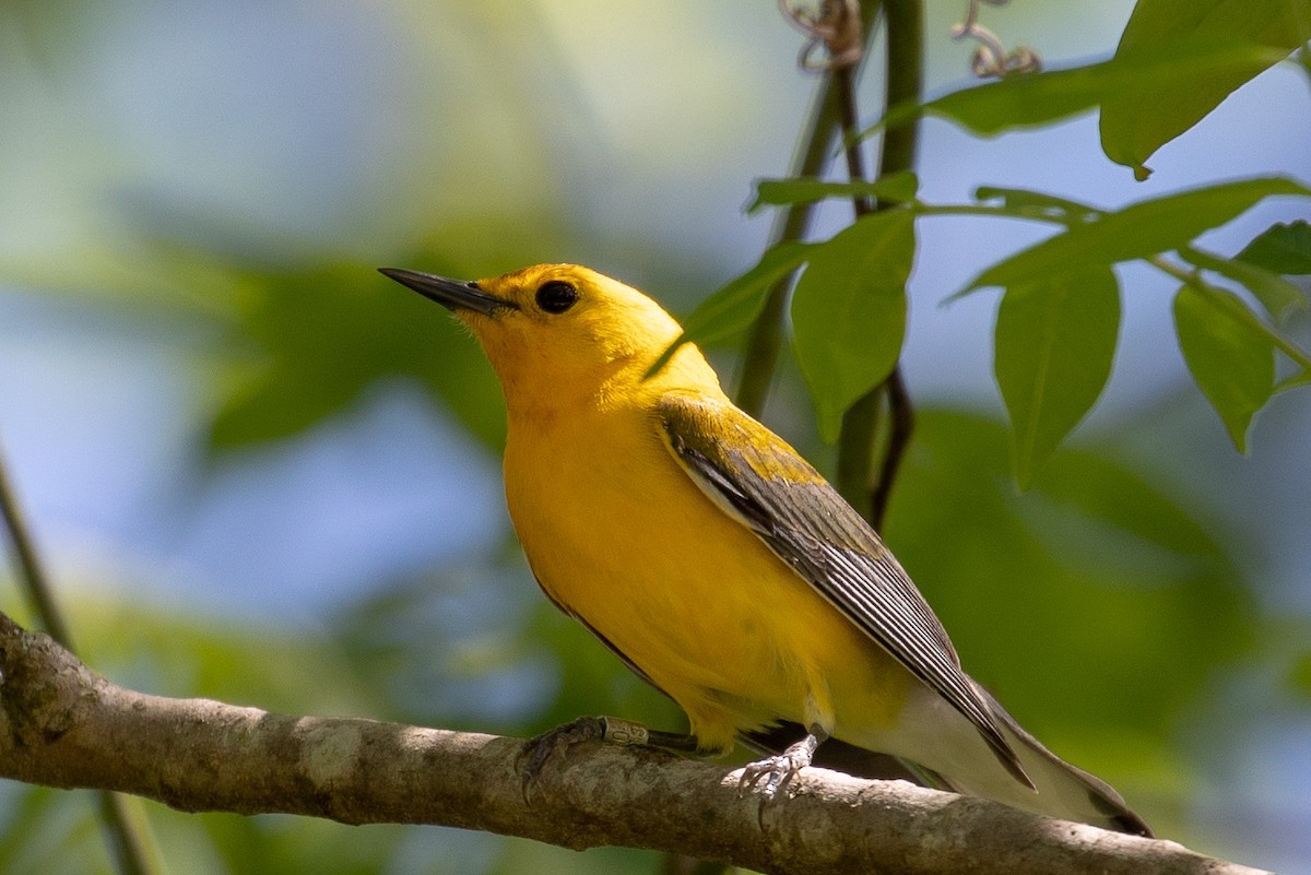 Prothonotary Warbler - ML153213521