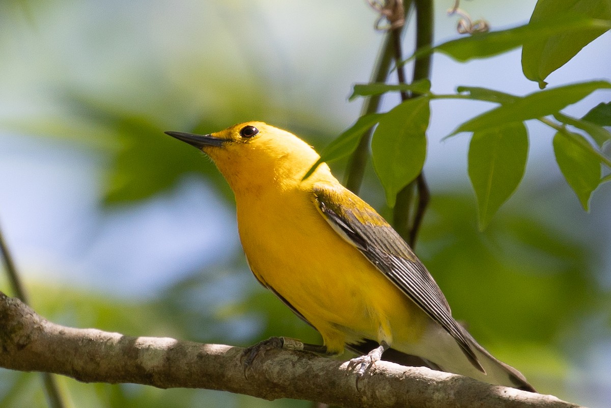 Prothonotary Warbler - ML153213551