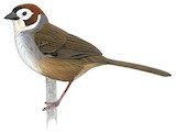 Prevost's Ground Sparrow Illustration