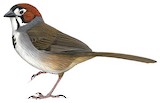 Cabanis's Ground Sparrow Illustration