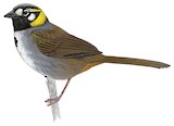 White-eared Ground Sparrow Illustration