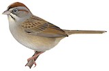 Rufous-crowned Sparrow Illustration