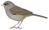 Volcano Junco Illustration