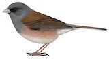 Guadalupe Junco Illustration