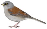 Yellow-eyed Junco Illustration