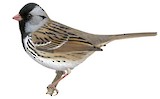 Harris's Sparrow Illustration