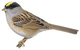 Golden-crowned Sparrow Illustration