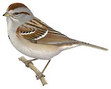 American Tree Sparrow Illustration