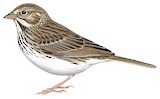 Vesper Sparrow Illustration