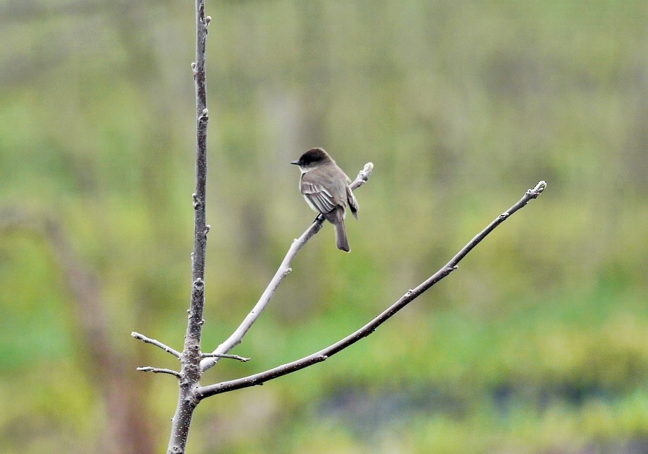 Eastern Phoebe - Fawn Bowden