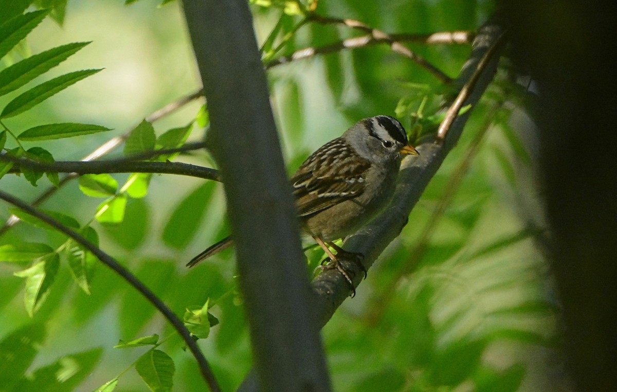 White-crowned Sparrow - Douglas Hall