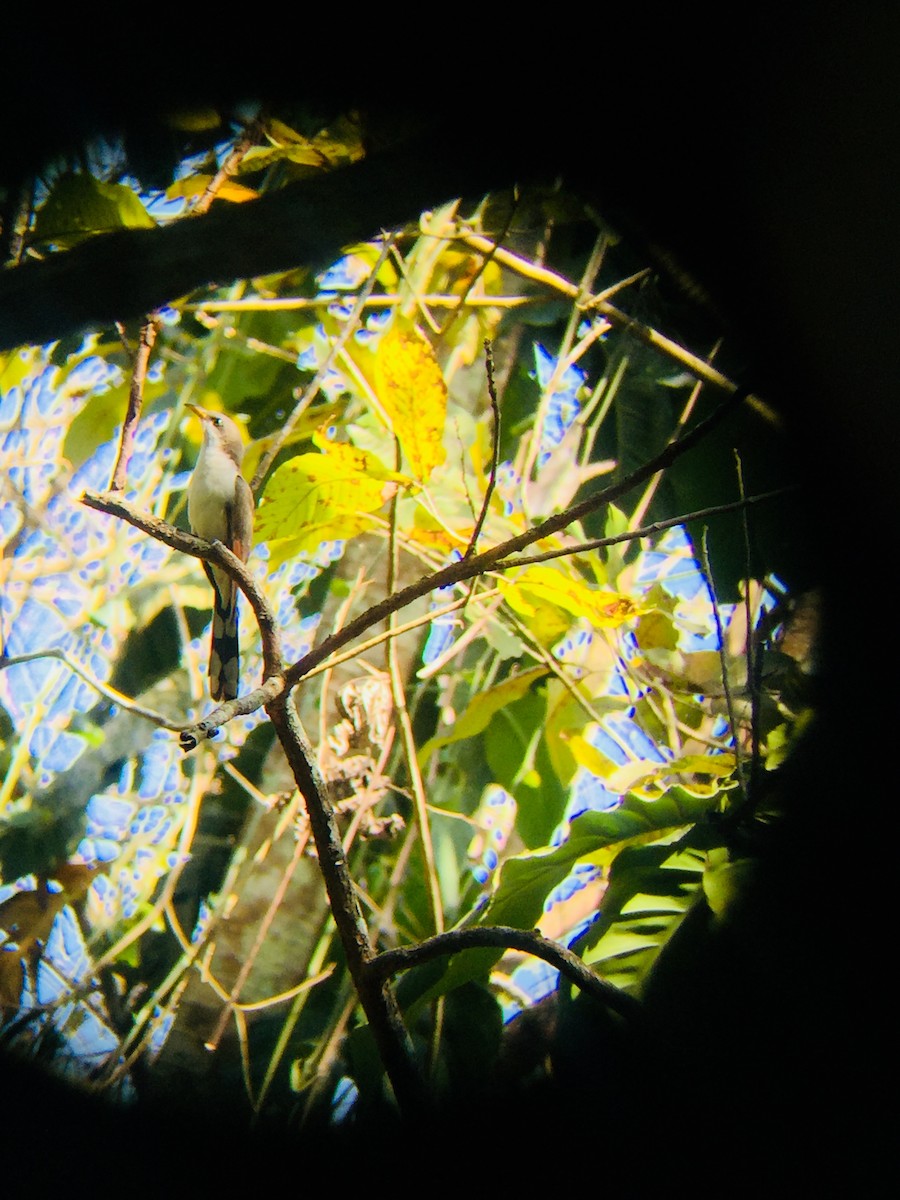 Yellow-billed Cuckoo - ML153216431