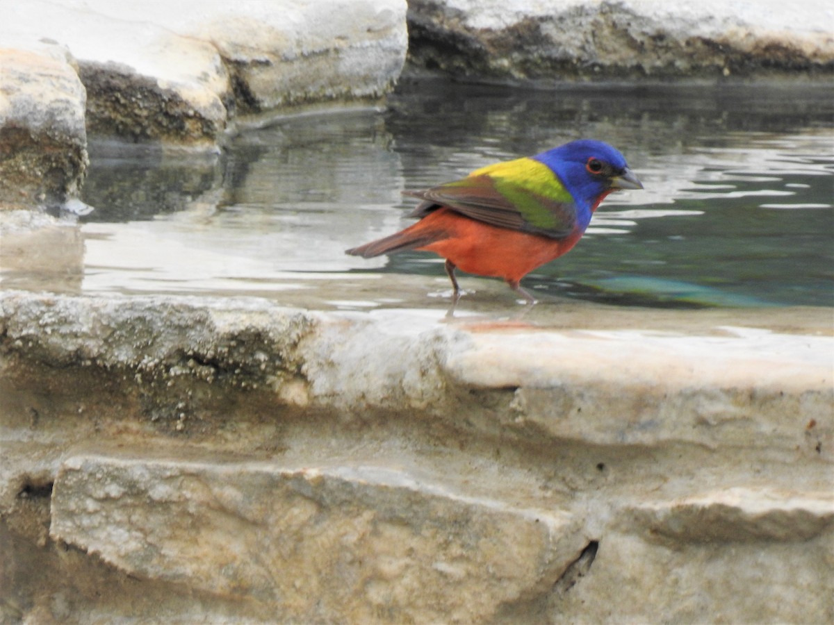 Painted Bunting - Richard Park