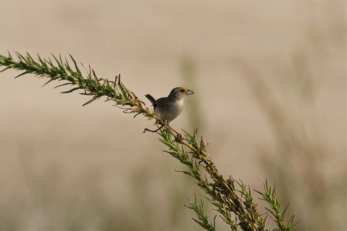 Yellow-browed Sparrow - Ken McKenna