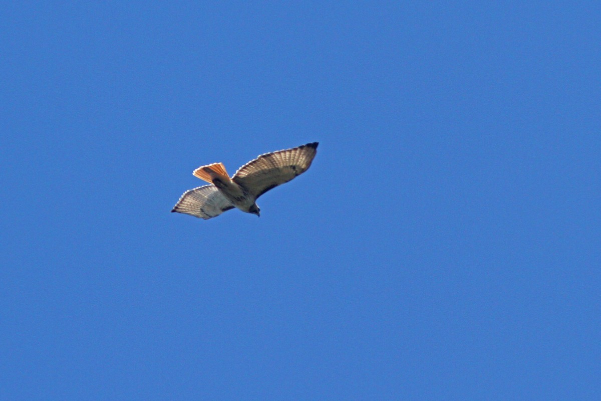 Red-tailed Hawk - Larry Therrien