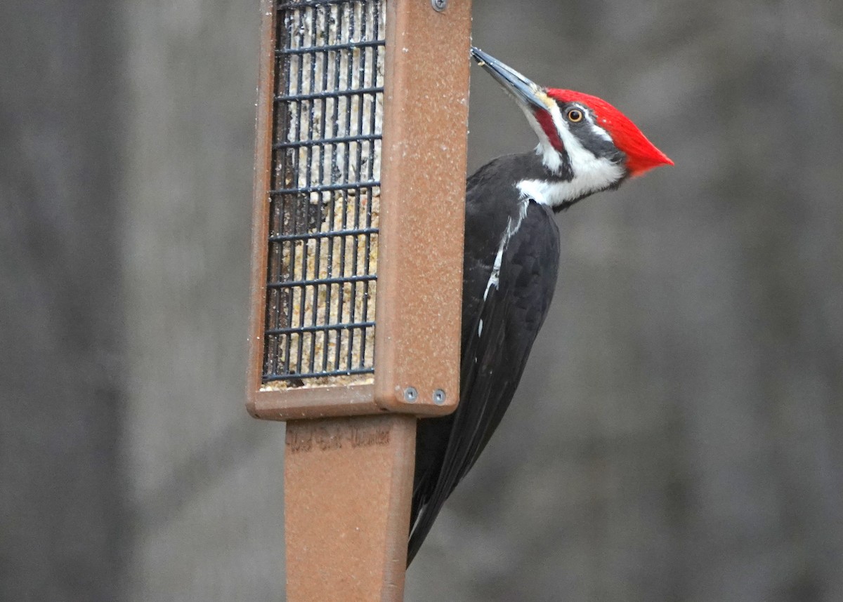 Pileated Woodpecker - Kris Horton