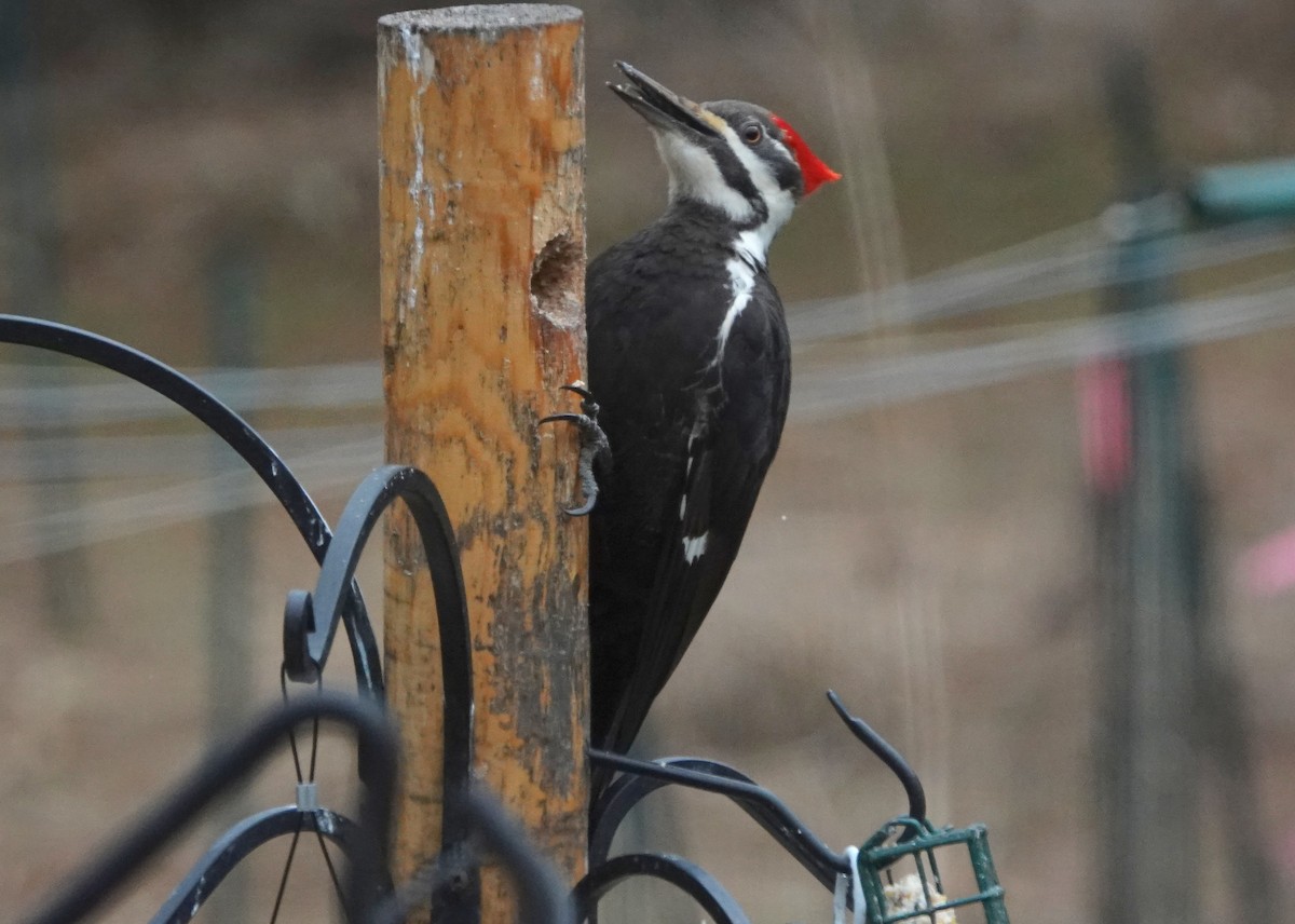 Pileated Woodpecker - Kris Horton