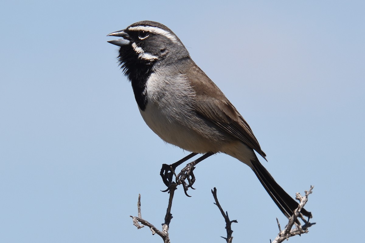 Black-throated Sparrow - Ryan Claar