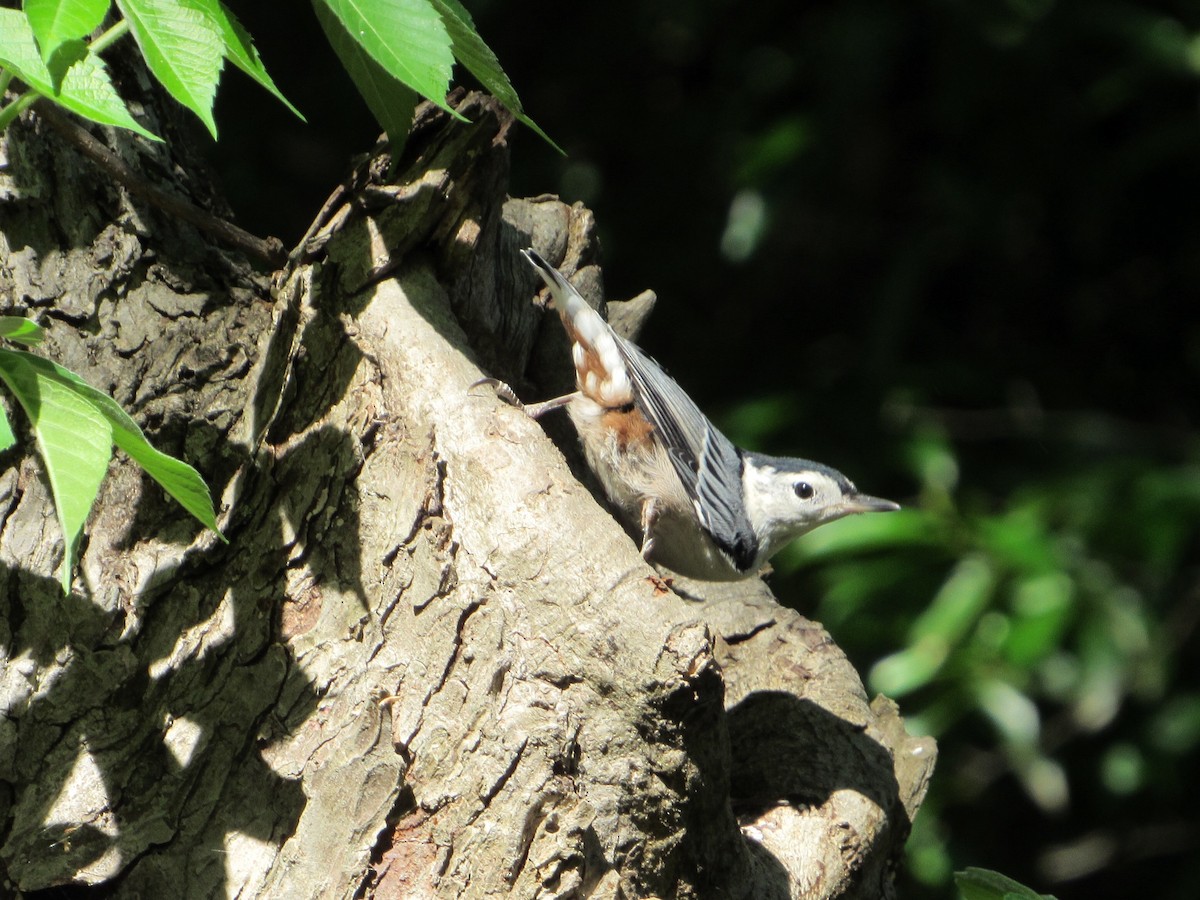 White-breasted Nuthatch - Anne Armstrong