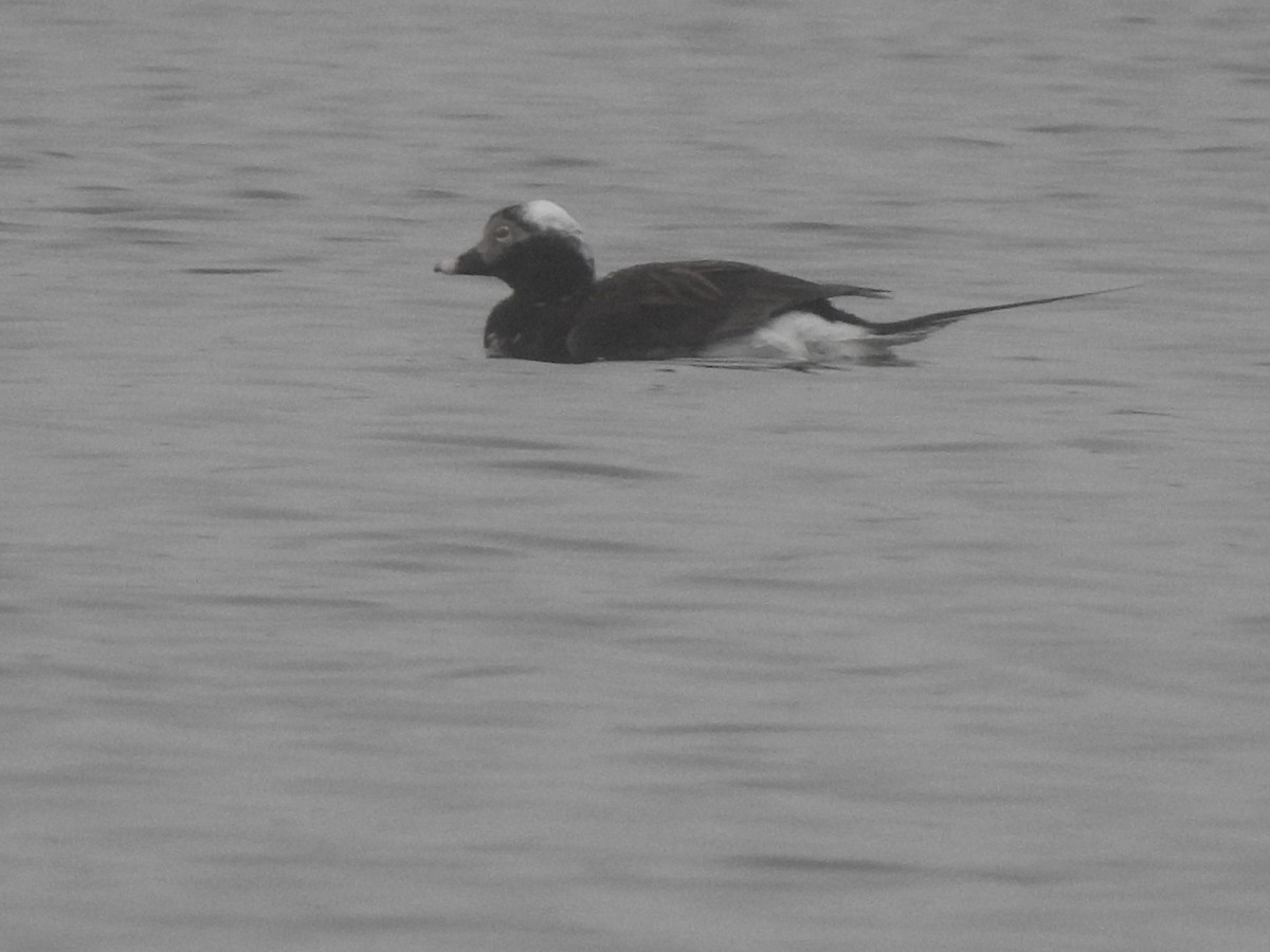 Long-tailed Duck - Marco Vachon