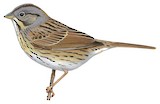 Lincoln's Sparrow Illustration