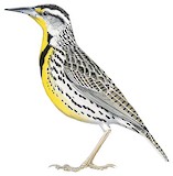 Western Meadowlark Illustration