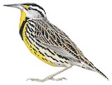 Eastern Meadowlark Illustration