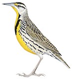 Chihuahuan Meadowlark Illustration