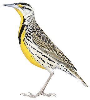Chihuahuan Meadowlark
