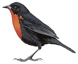 Red-breasted Blackbird Illustration